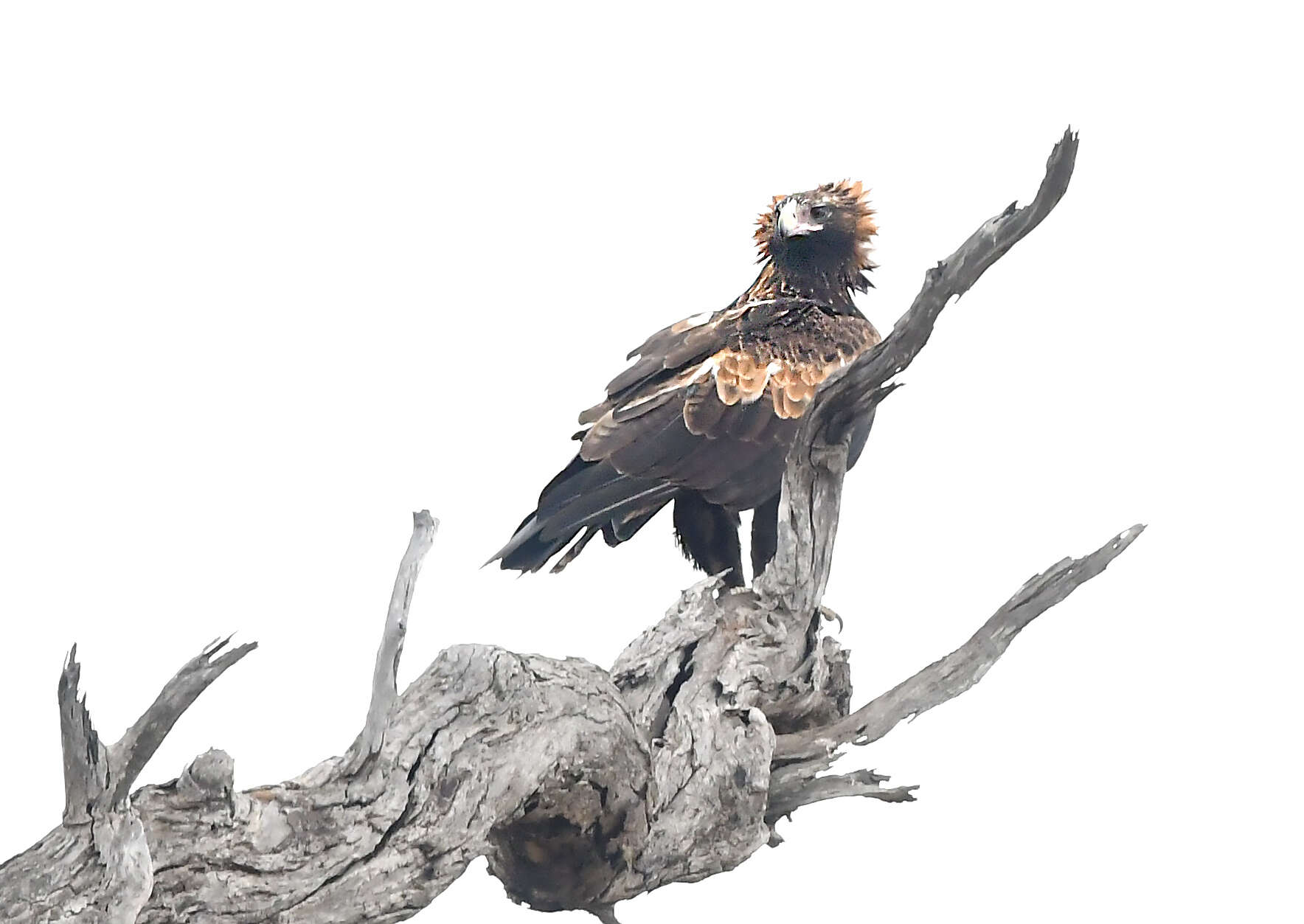 Image of Wedge-tailed Eagle