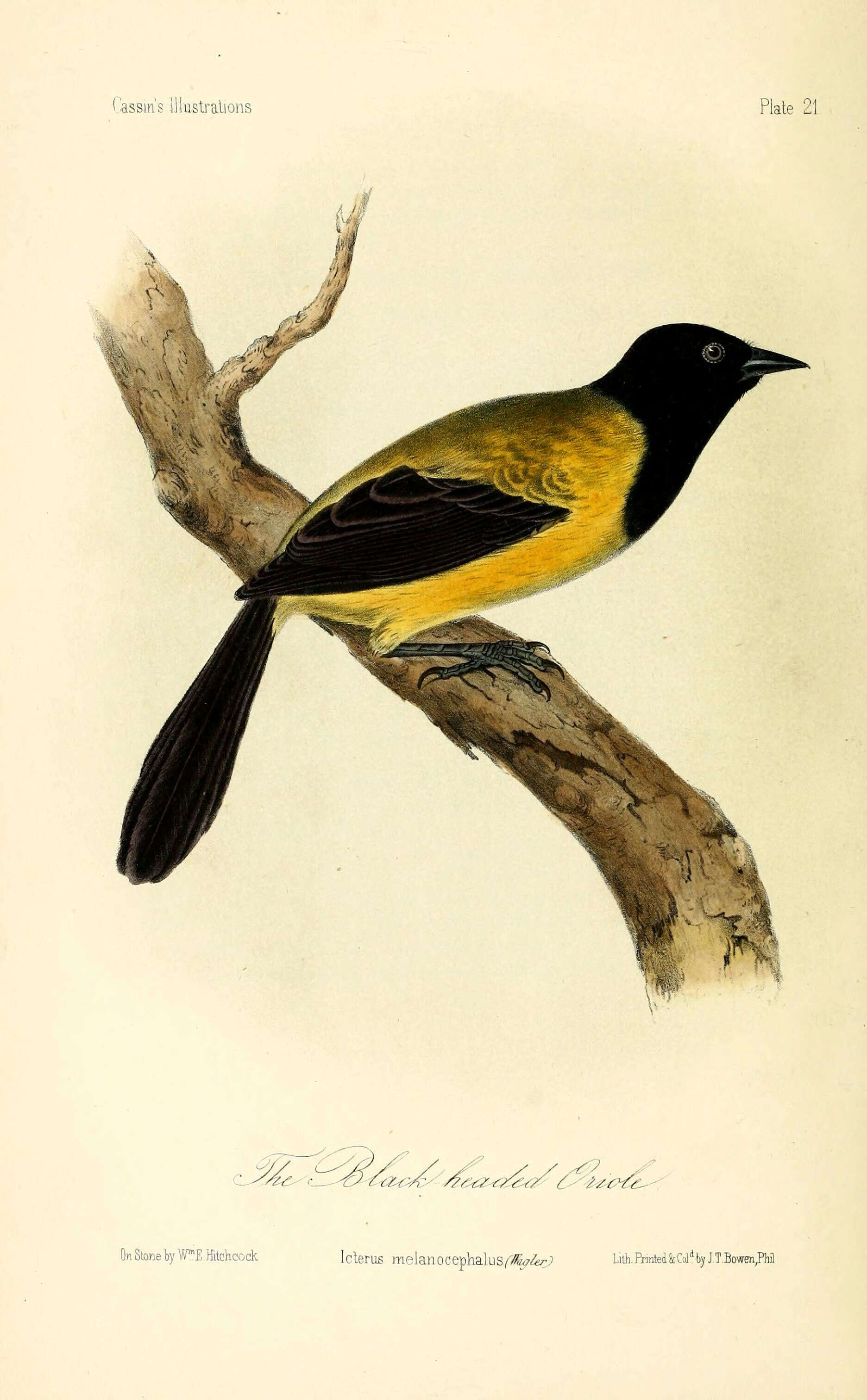 Image of African Black-headed Oriole