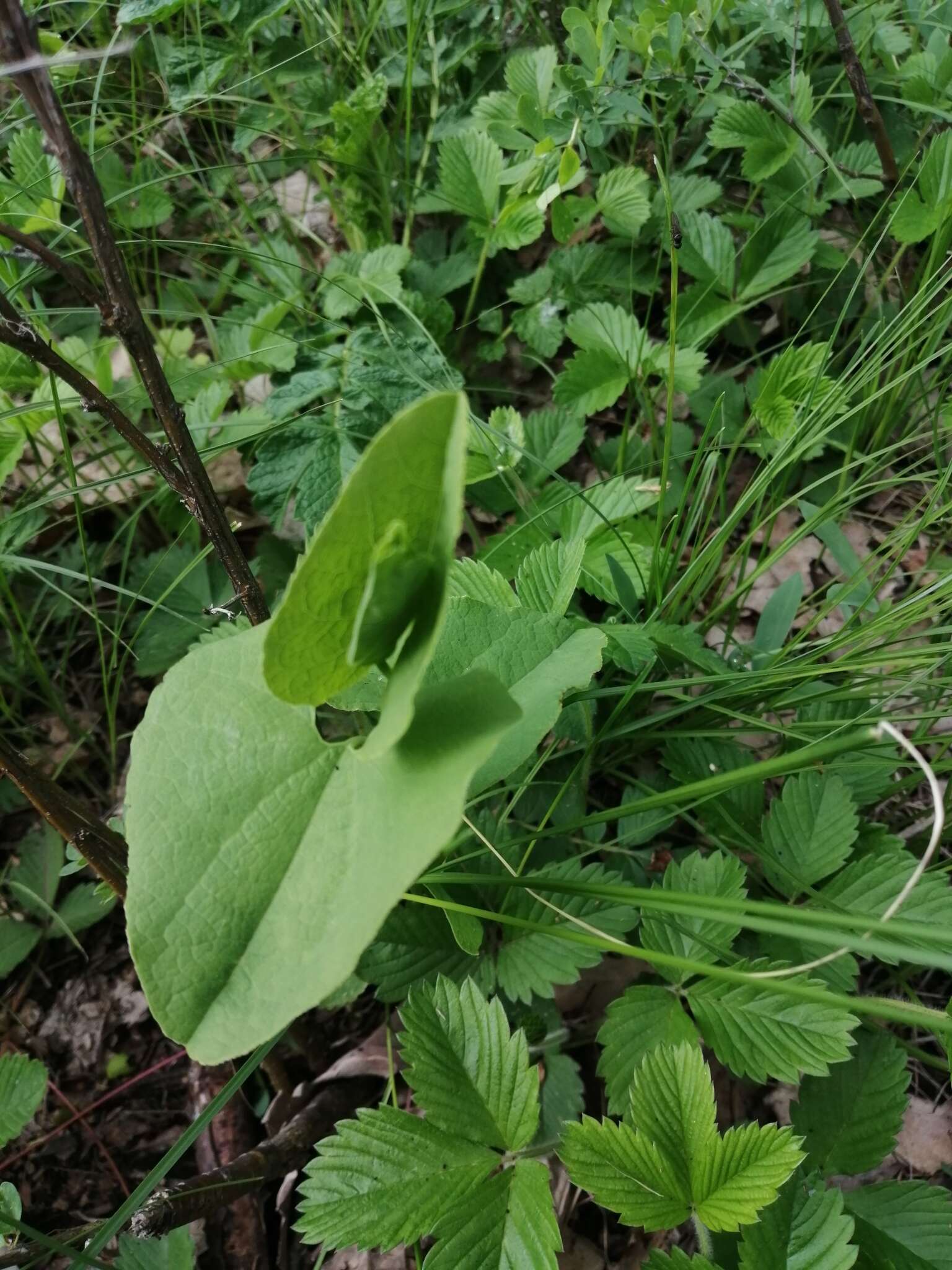 Image of European birthwort