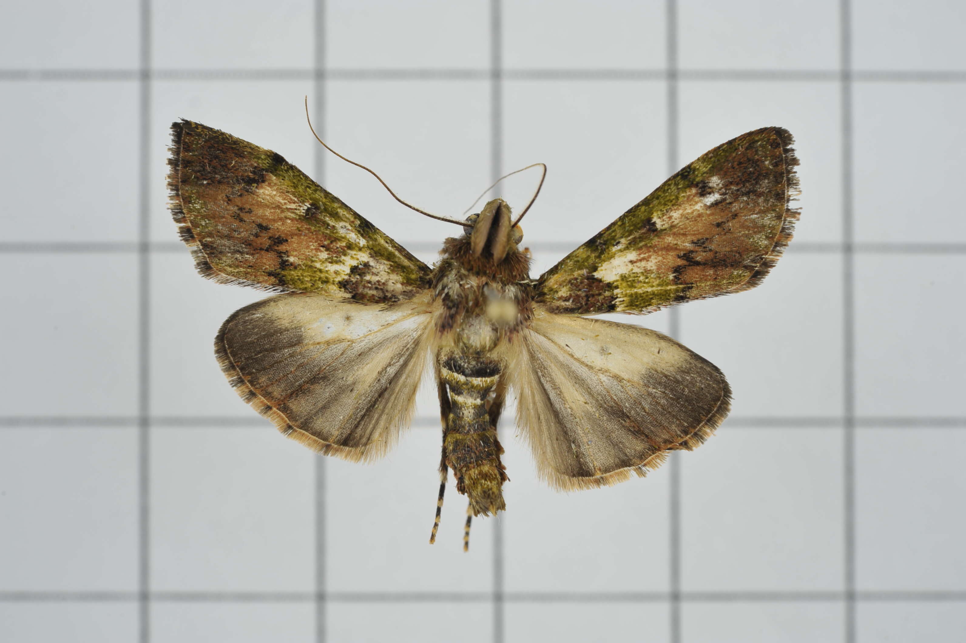 Image of Teliphasa nubilosa Moore