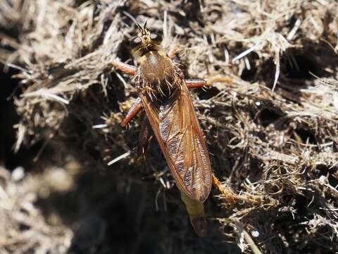 Image of Hornet robberfly