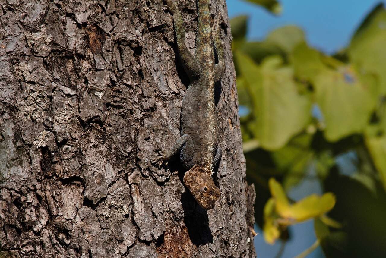 Image of Kirk's Rock Agama