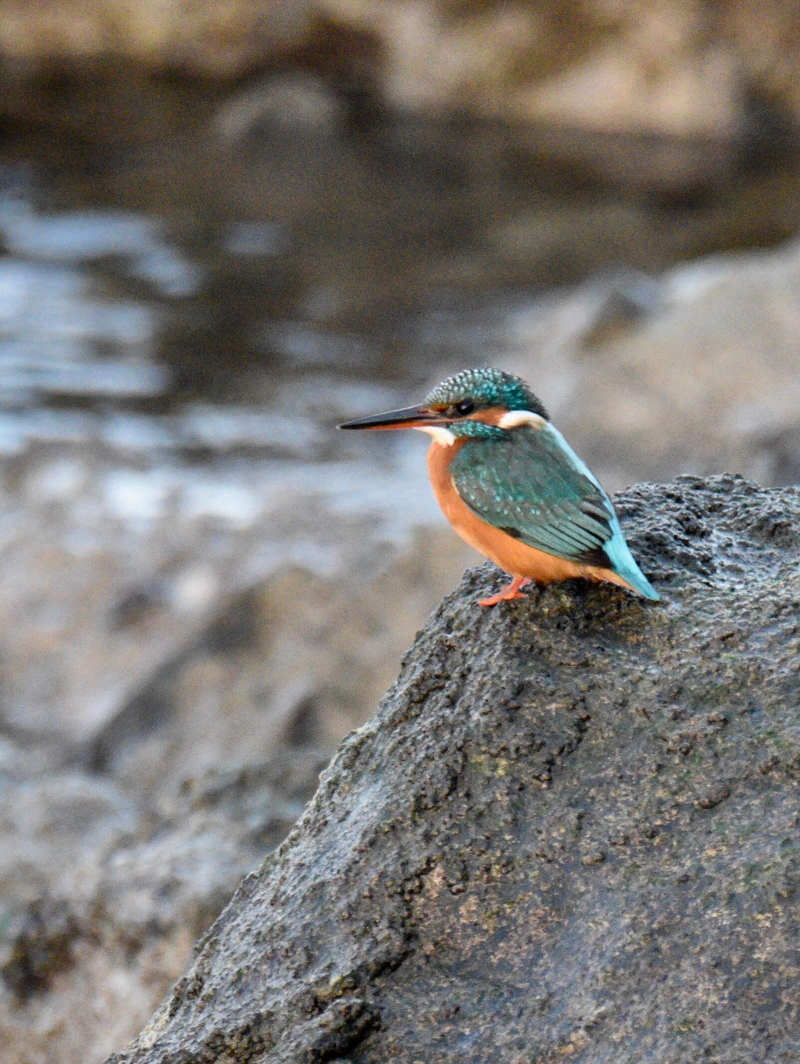 Image of Common Kingfisher