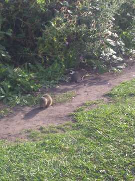 Image of Brazilian Guinea Pig