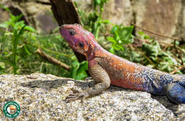 Image of Mwanza Flat-headed Rock Agama