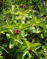 Image of Bunchberry