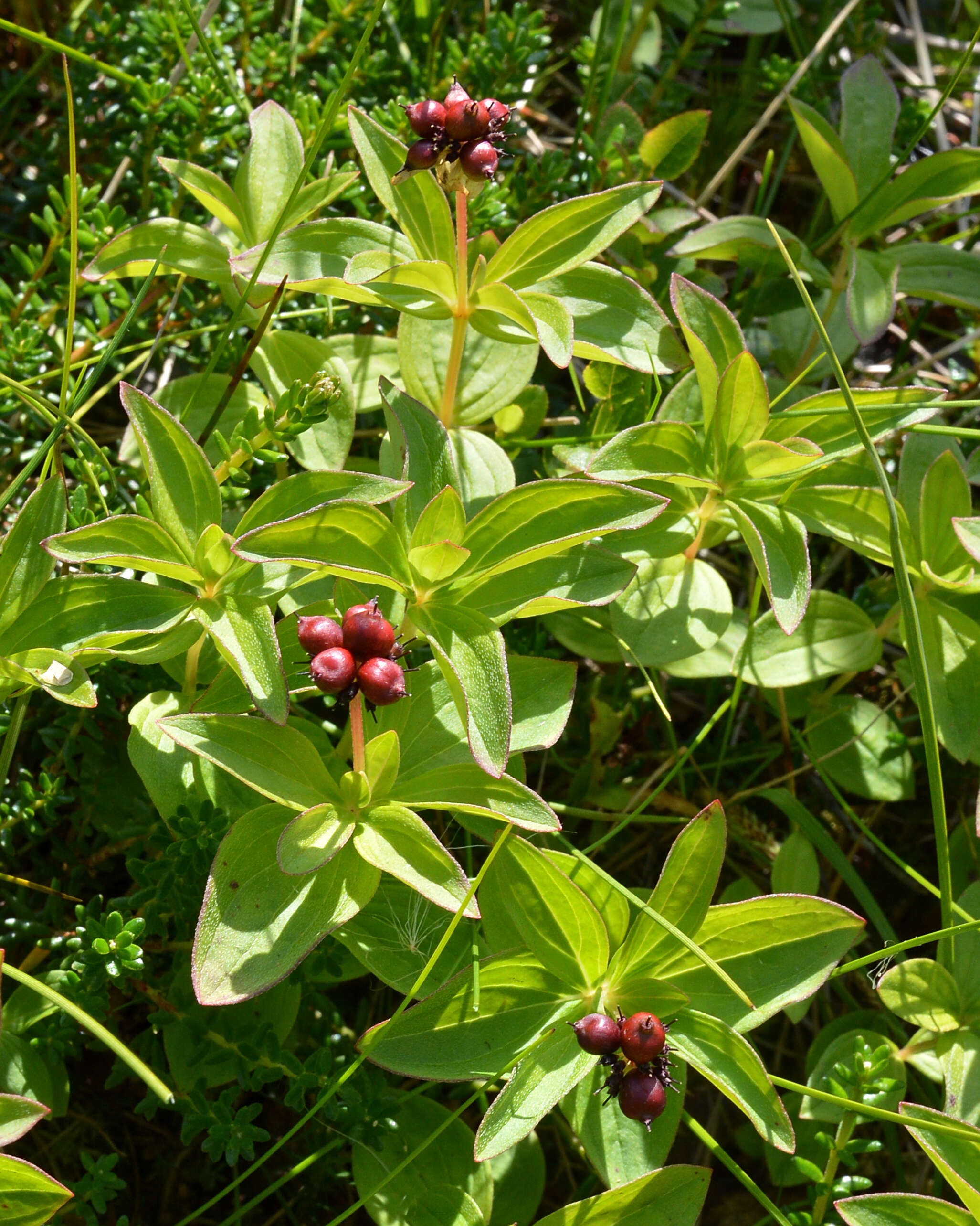 Image of Bunchberry