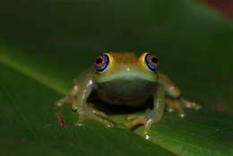 Image of Green Bright-eyed Frog