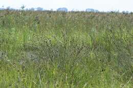 Image of Black Bog-rush