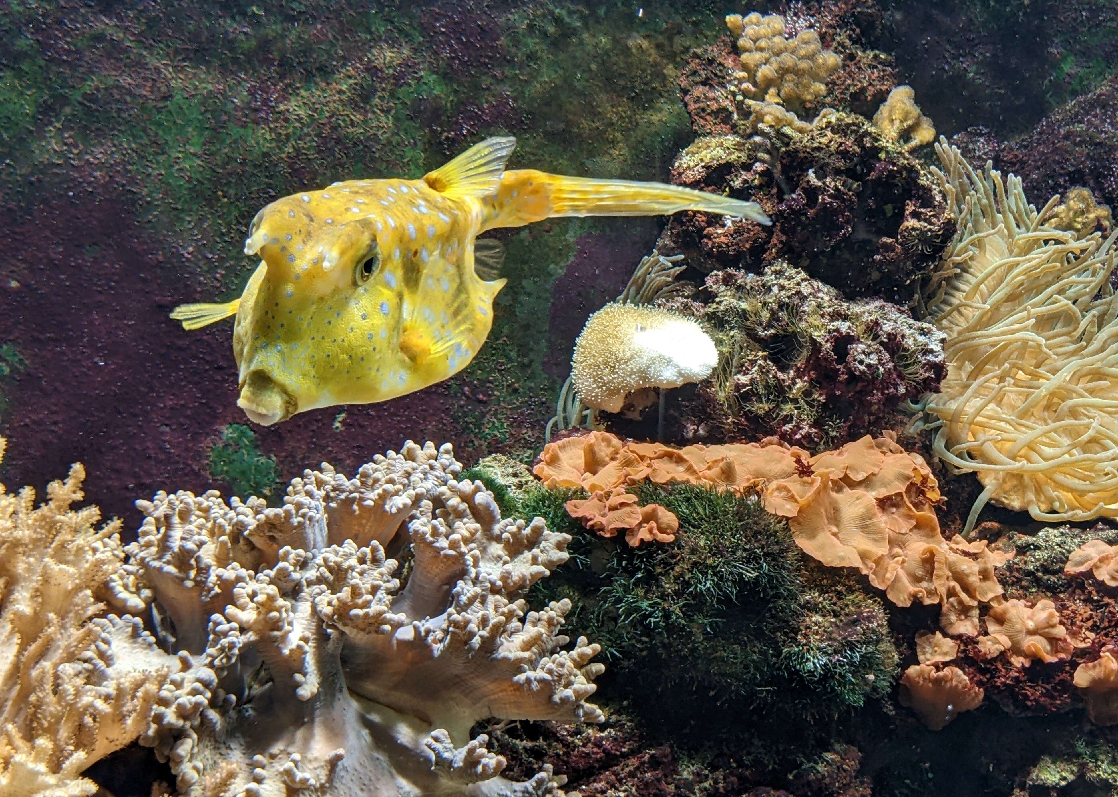 Image of Longhorn cowfish