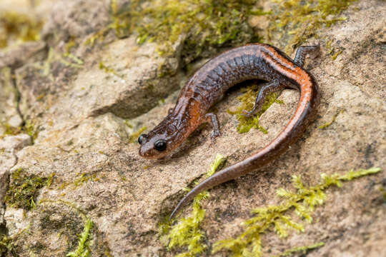 Image of Webster's Salamander