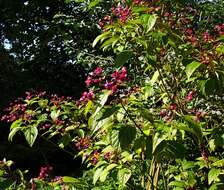 Imagem de Clerodendrum trichotomum Thunb.