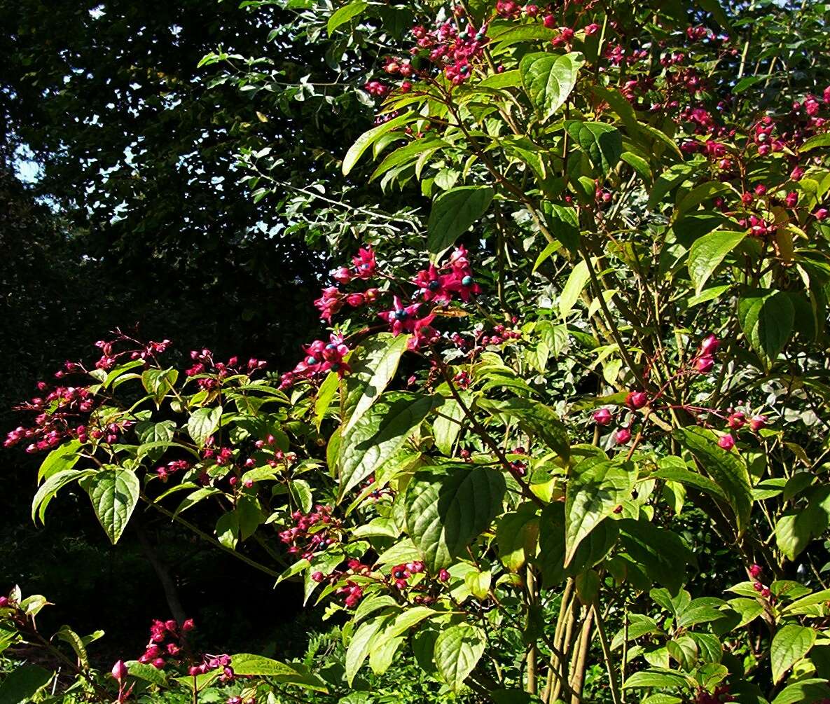 Imagem de Clerodendrum trichotomum Thunb.