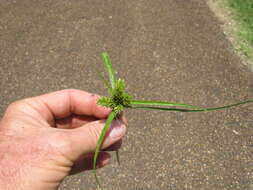 Слика од Cyperus aggregatus (Willd.) Endl.