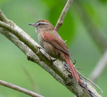 Image of Pallid Spinetail