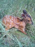 Image of Bushbuck