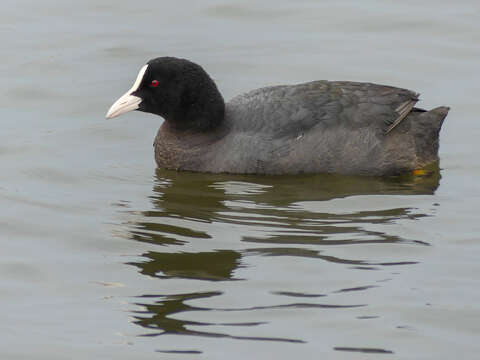 Image of Common Coot