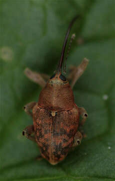 Image of Acorn weevil