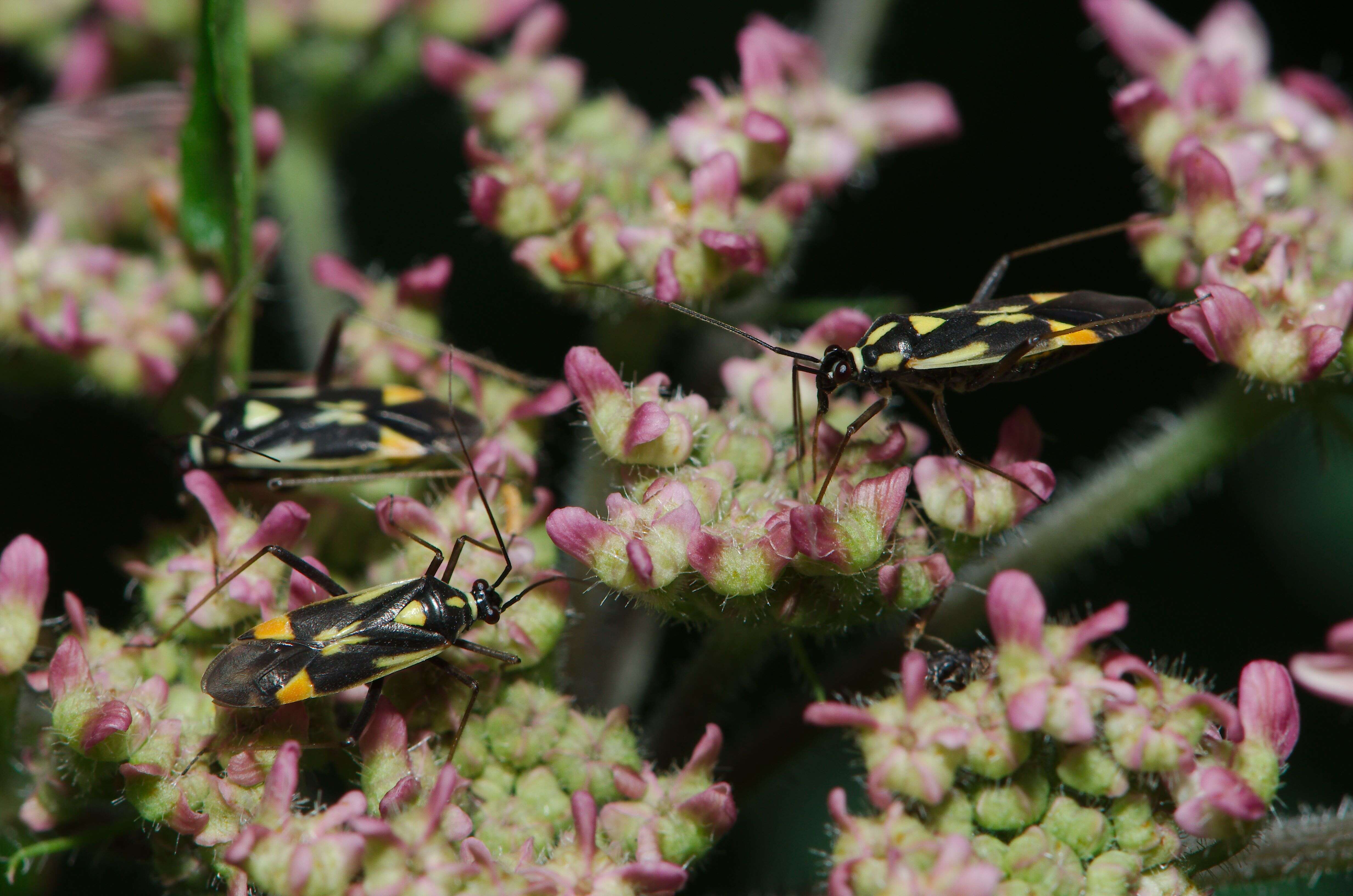 Image of Grypocoris stysi (Wagner 1968)