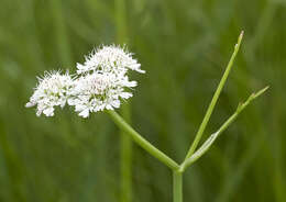 Oenanthe fistulosa L.的圖片