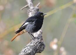 Image of Black Redstart