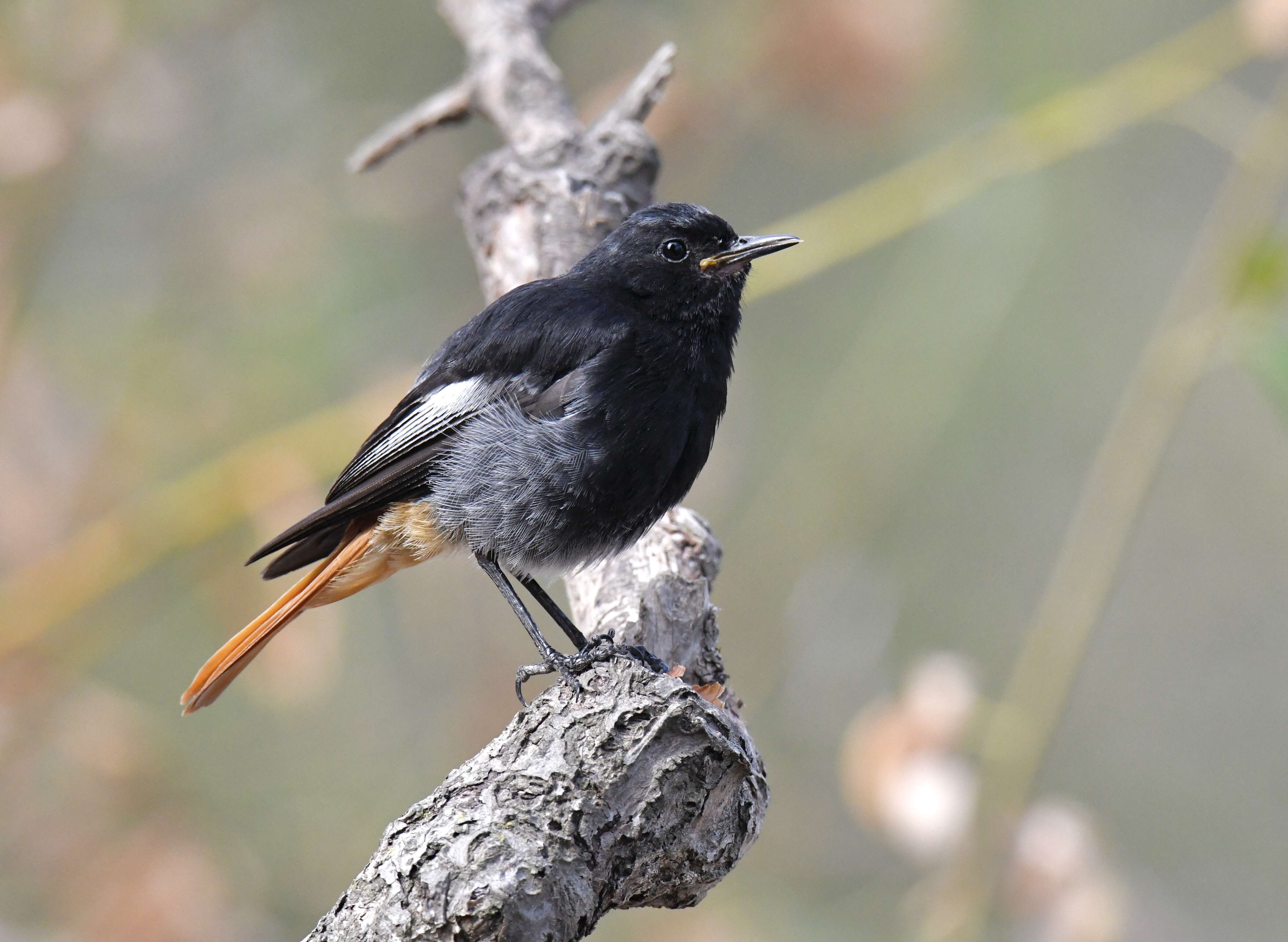 Image of Black Redstart