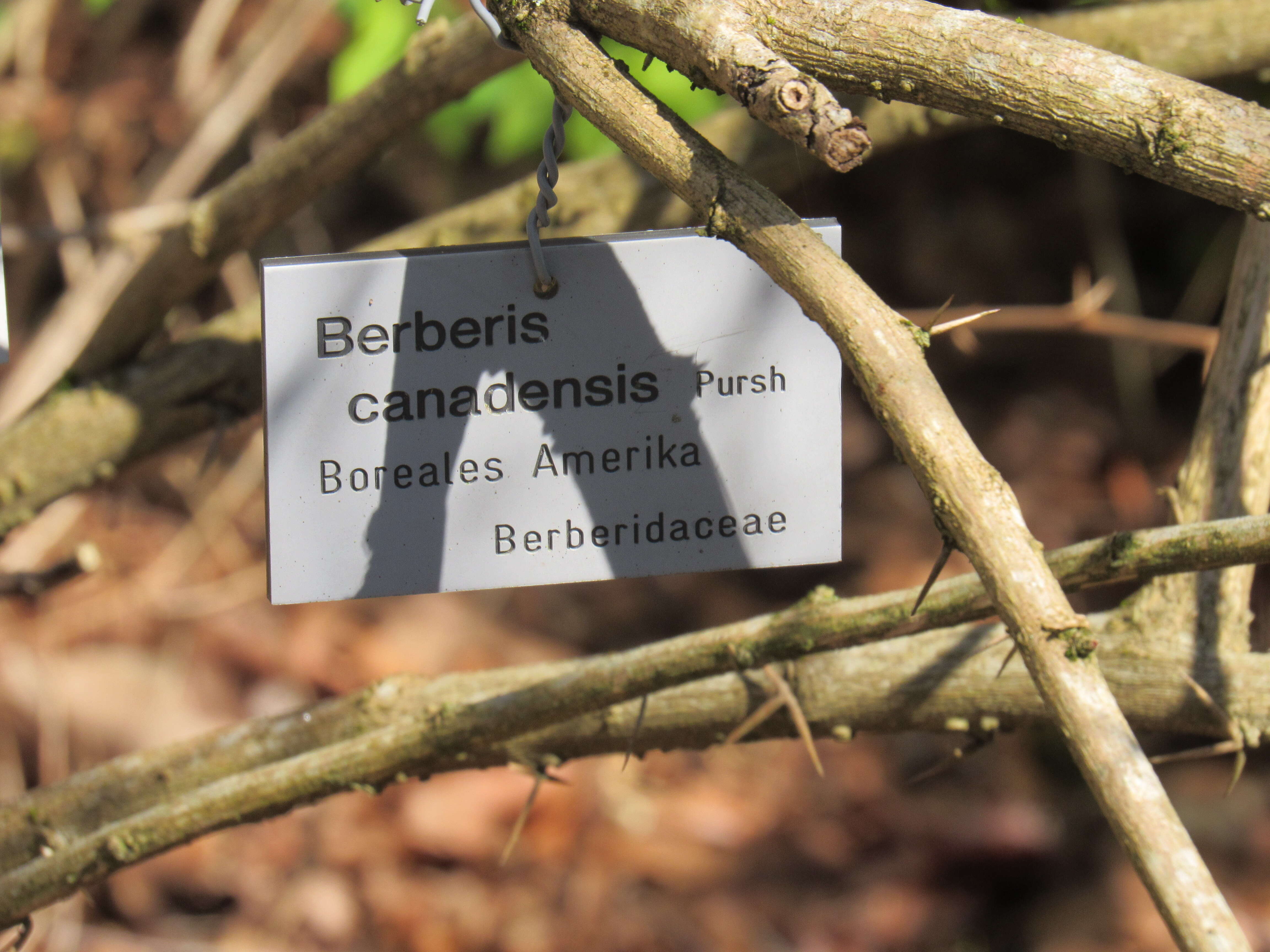 Image of American barberry