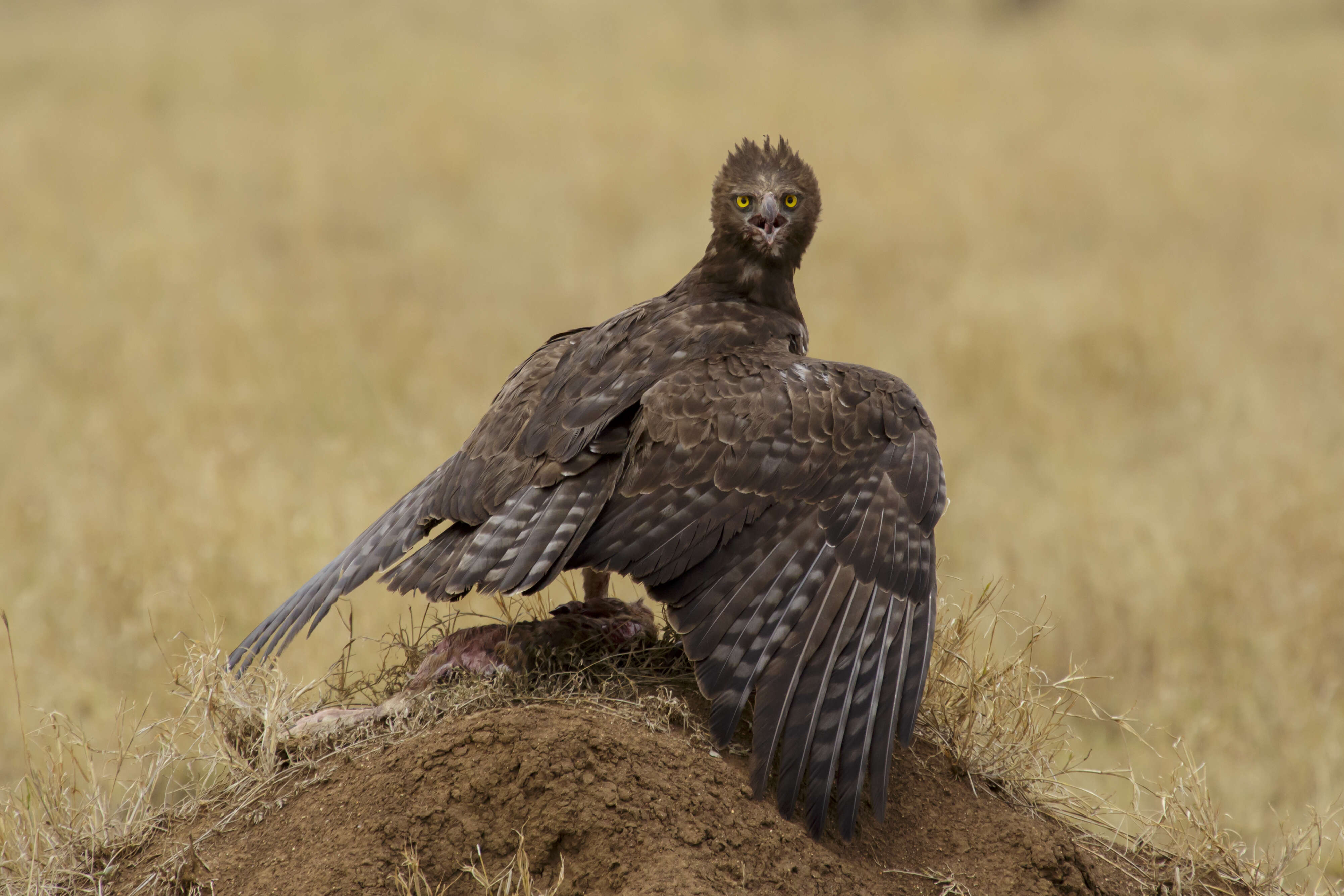 Imagem de Polemaetus Heine 1890