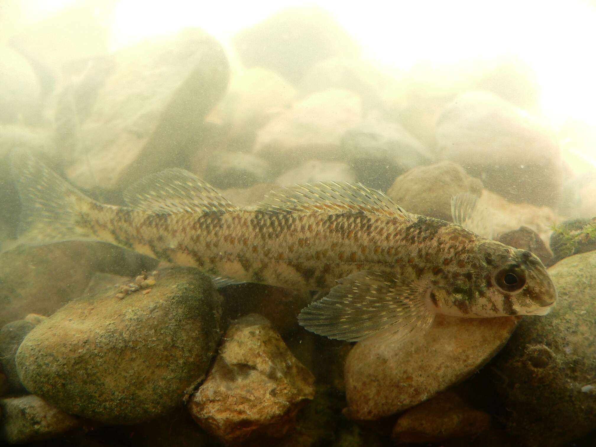 Image of Greenside Darter