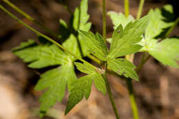 Image of Richardson's geranium