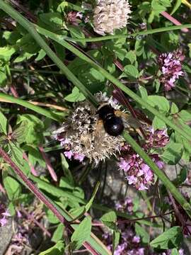 Image of giant tachinid fly