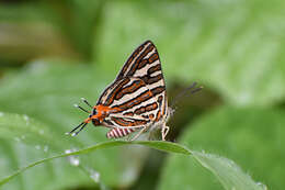 Слика од Cigaritis vulcanus