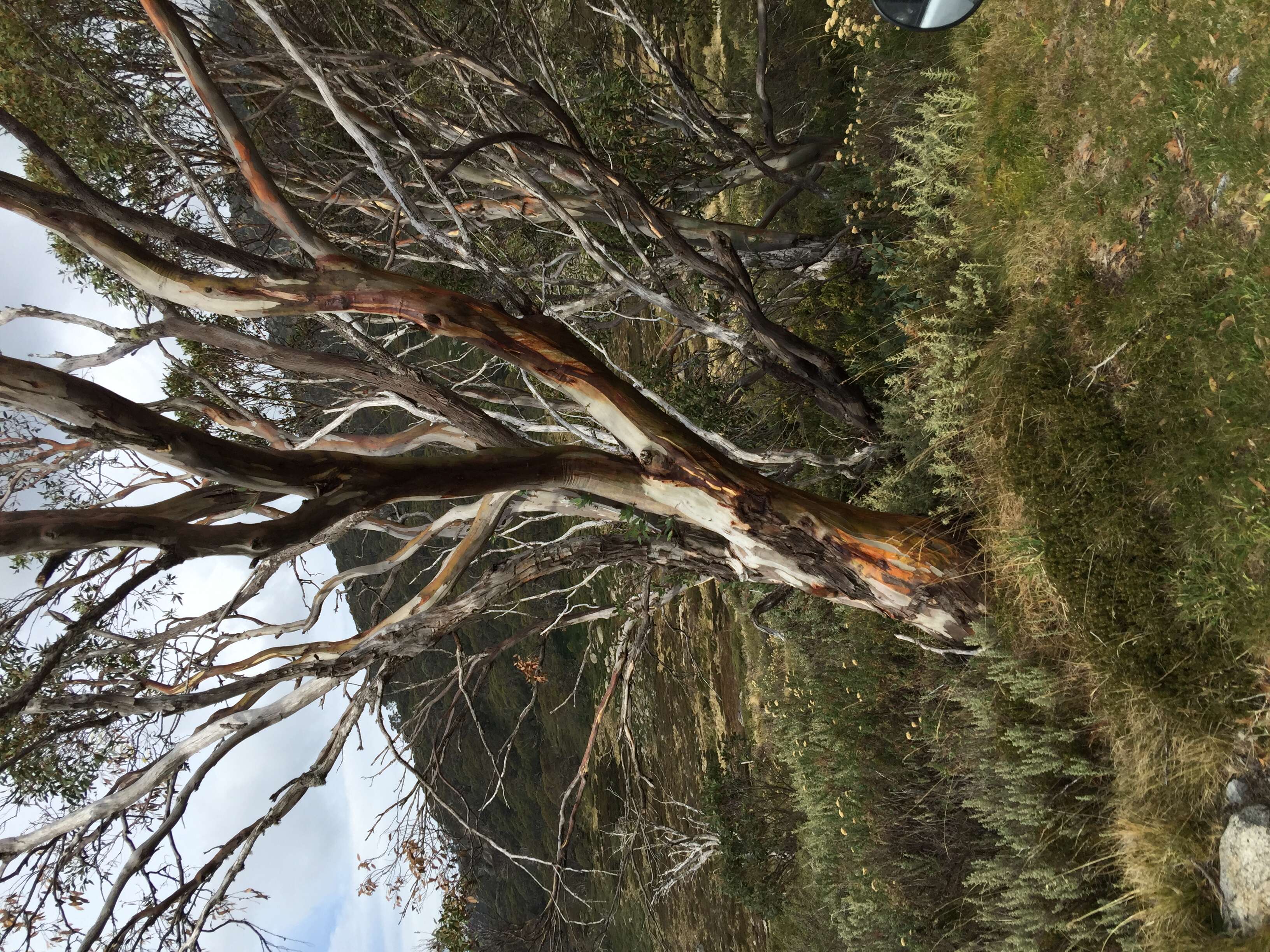 Image of snow gum