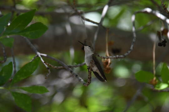 Image of Black-chinned Hummingbird