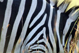 Image of zebra