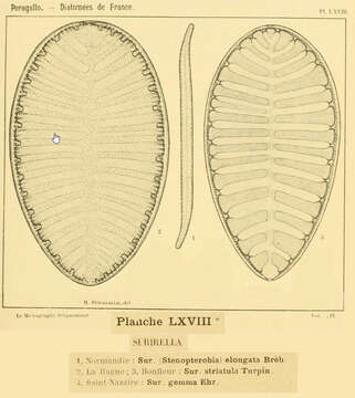 Image de Surirella Turpin 1828