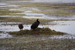 Image of Giant Coot