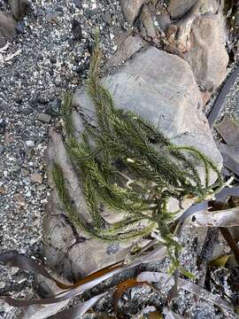 Image of Caulerpa brownii