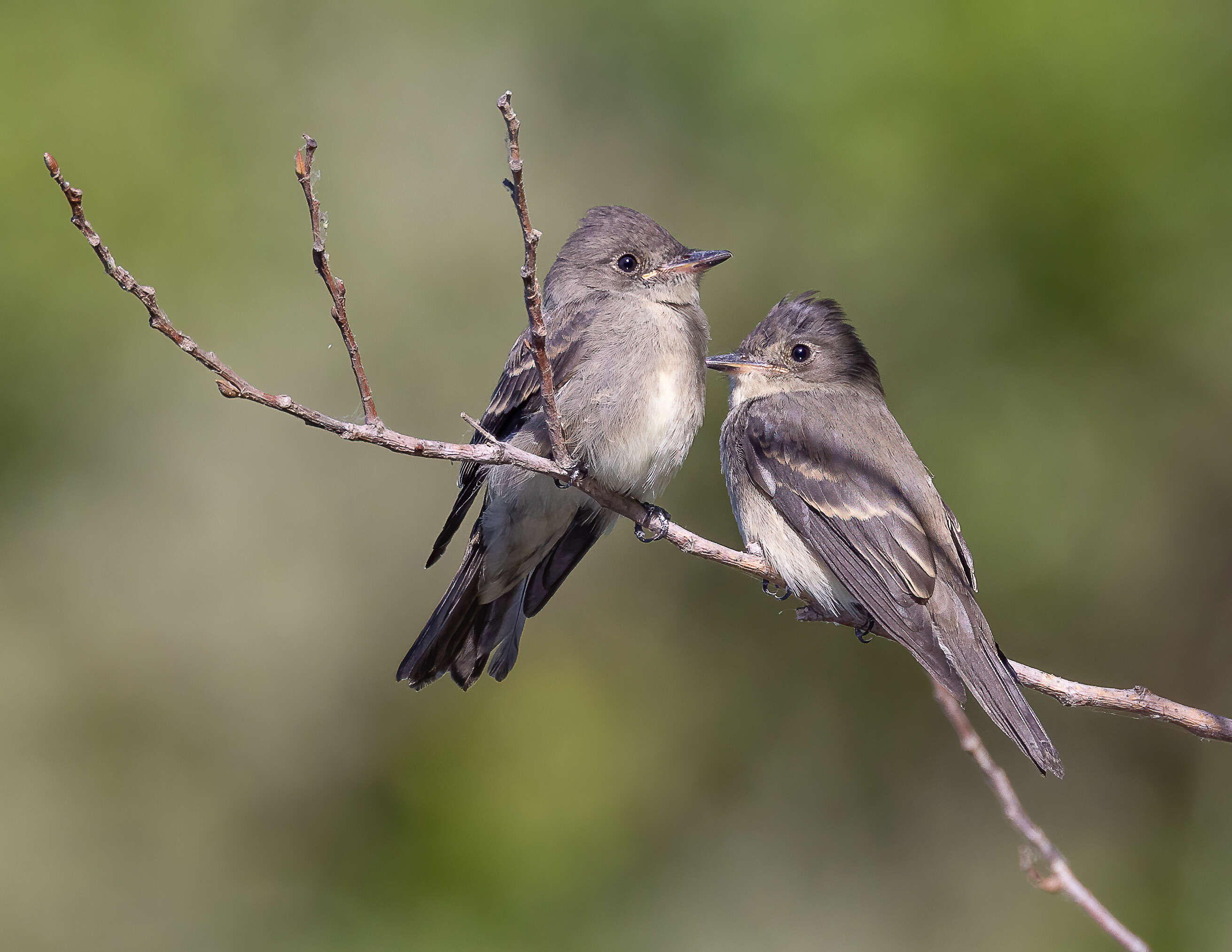 Image of Western Wood Pewee