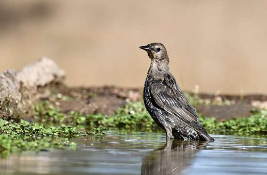 Image of Spotless Starling