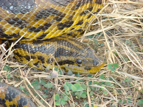 Image of Yellow anaconda