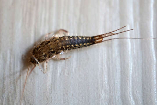 Image of Four-lined Silverfish