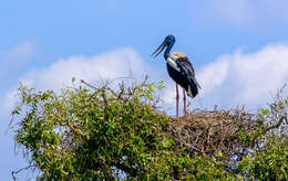 Image of Black-necked Stork