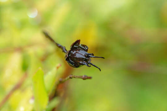 Image of Hypericum