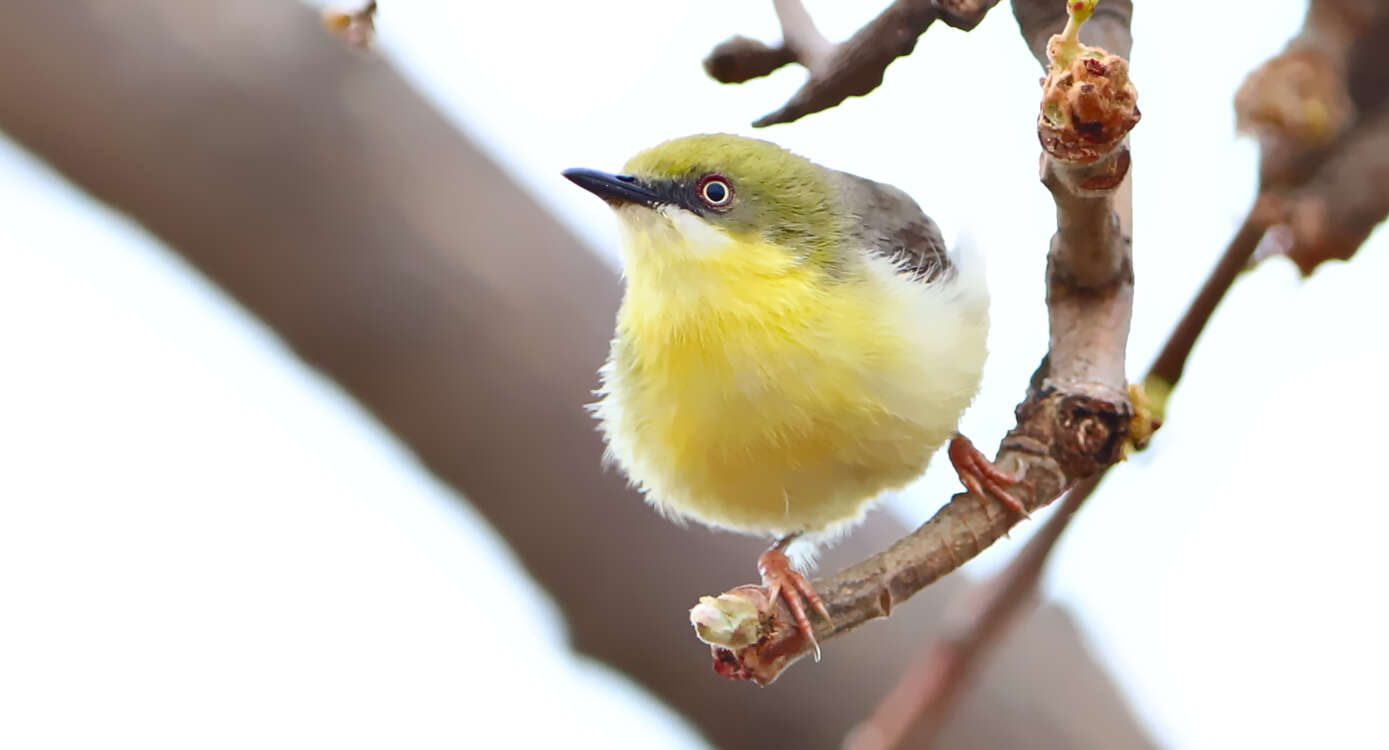 Image of Green-capped Eremomela