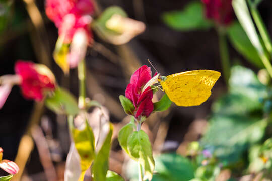 Image of Large Orange Sulphur