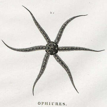 Image of Savigny's brittle star