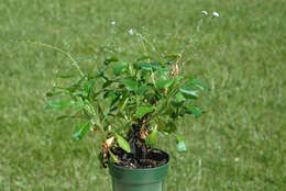 Image of broadleaf forget-me-not