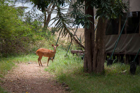 Image of Bushbuck