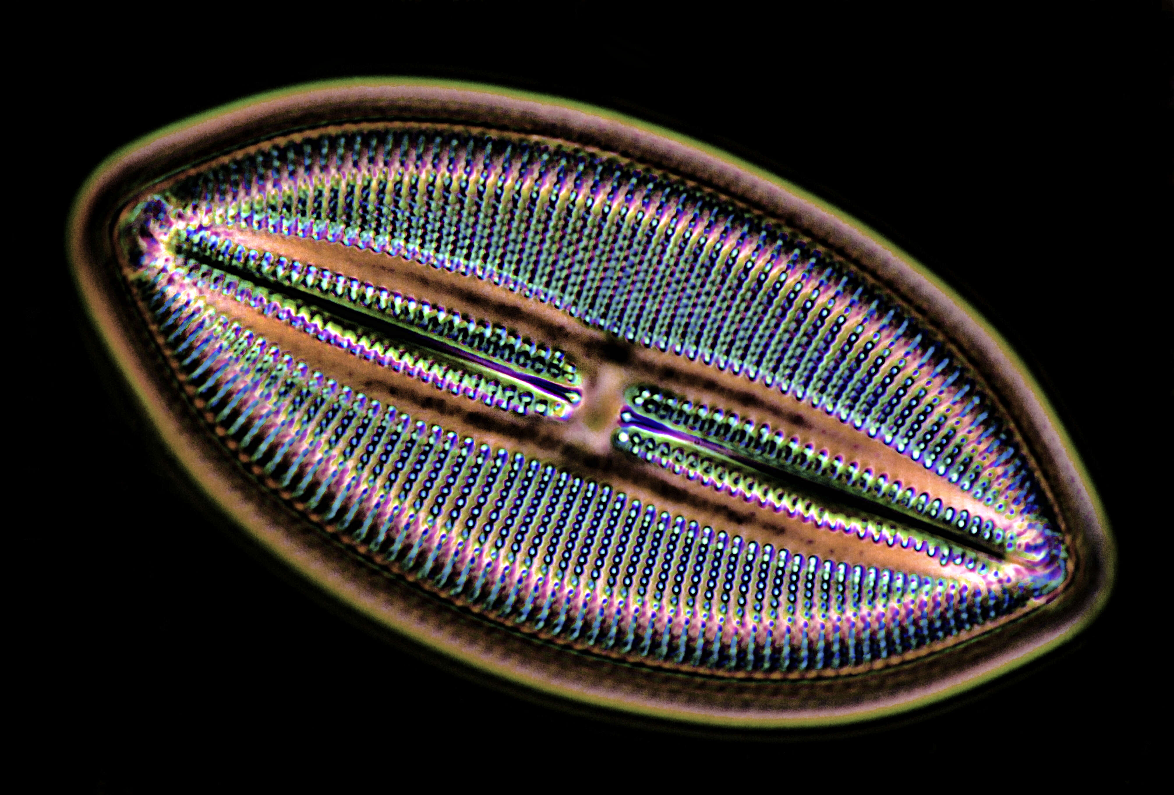 Image of Bacillariophyceae